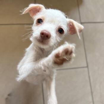 Minnie Mouse -  Terrier and Mixed Breed Dog for Adoption in San Pablo, California - Minnie Mouse | PetCurious