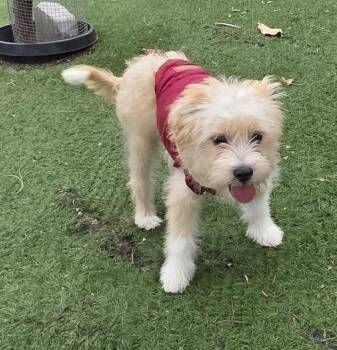 Milo -  Maltipoo Dog for Adoption in Fallbrook, California - Milo | PetCurious