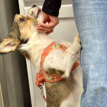 Terrier and Mixed Breed Dogs Available for Adoption - Billie | PetCurious