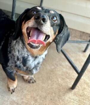 Hannah -  Dachshund Dog for Adoption in Shawnee, Oklahoma - Hannah | PetCurious