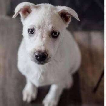 Nary -  Shepherd and Mixed Breed Dog for Adoption in Nampa, Idaho - Nary | PetCurious
