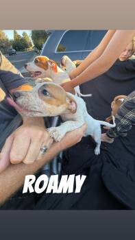 Rescue Australian Cattle Dog Blue Heeler and Pit Bull Terrier Dogs for Adoption in Klamath Falls, Oregon - Roamy | PetCurious