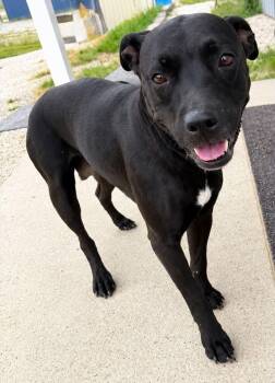 Amelia -  Pit Bull Terrier Dog for Adoption in Evansville, Indiana - Amelia | PetCurious