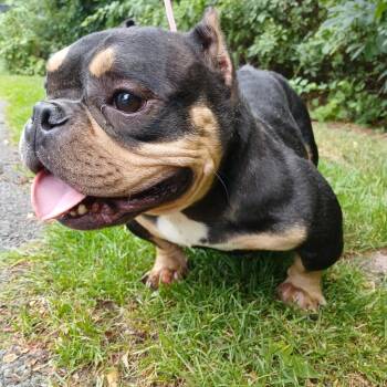 English Bulldog and Mixed Breed Dogs Available for Adoption - Weechee | PetCurious