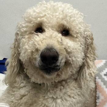 Sully -  Poodle and Mixed Breed Dog for Adoption in La Grange, Kentucky - Sully | PetCurious