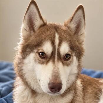 Zeus -  Husky Dog for Adoption in Tampa, Florida - Zeus | PetCurious