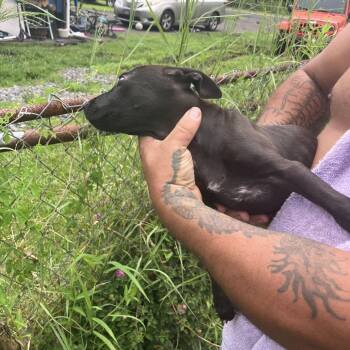 Mocha COH-A-68401 -  Mixed Breed Dog for Adoption in Volcano, Hawaii - Mocha COH-A-68401 | PetCurious