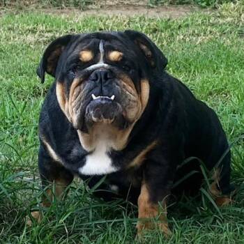 Biscuit -  English Bulldog Dog for Adoption in Oak Bluffs, Massachusetts - Biscuit | PetCurious
