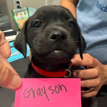 Grayson 22409 -  Labrador Retriever and Mixed Breed Dog for Adoption in Cumming, Georgia - Grayson 22409 | PetCurious