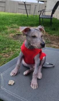 Xoloitzcuintli Mexican Hairless Dogs Available for Adoption in Alvin, Texas - Nude Jude | PetCurious