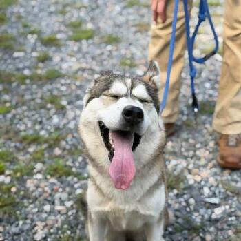 Veruca -  Husky Dog for Adoption in Gloucester, Virginia - Veruca | PetCurious