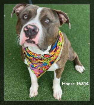 Pit Bull Terrier Dogs Available for Adoption - MOOSE | PetCurious