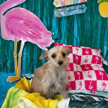 Blanquita -  Terrier Dog for Adoption in Fresno, California - Blanquita | PetCurious