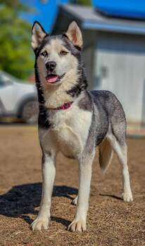 Rescue Siberian Husky Dogs for Adoption in Burnaby, British Columbia - Shiloh | PetCurious