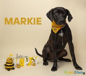 Rescue Labrador Retriever and Mixed Breed Dogs for Adoption in Fairhope, Alabama - Markie | PetCurious