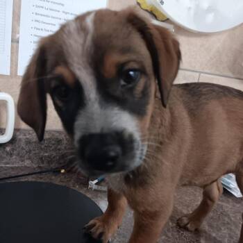 Cattle Dog and Mixed Breed Dogs Available for Adoption in Eureka Springs, Arkansas - Puppuccino | PetCurious