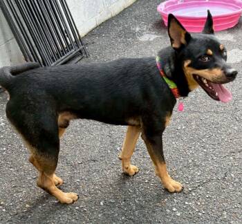 Pheonix (Scout) -  Husky Dog for Adoption in Waverly, Tennessee - Pheonix (Scout) | PetCurious