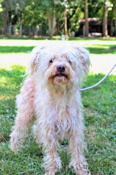 Moe -  Poodle and Mixed Breed Dog for Adoption in Morton Grove, Illinois - Moe | PetCurious