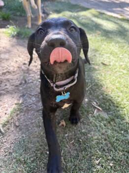 Maggie Mae -  Labrador Retriever Dog for Adoption in Sunnyvale, California - Maggie Mae | PetCurious