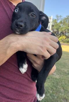Rescue Black Labrador Retriever Dogs for Adoption in Tallahassee, Florida - Penguin | PetCurious