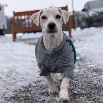 Mixed Breed Dogs Available for Adoption - Barney | PetCurious