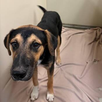 Chelsea -  Shepherd and Mixed Breed Dog for Adoption in Flagstaff, Arizona - Chelsea | PetCurious