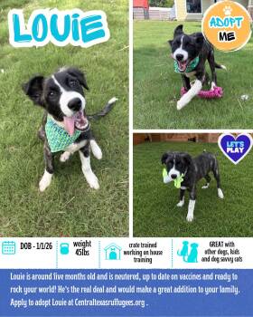 Great Pyrenees Dogs Available for Adoption in Austin, Texas - Louie | PetCurious
