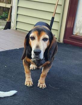 Scout -  Beagle Dog for Adoption in Roxbury Township, New Jersey - Scout | PetCurious