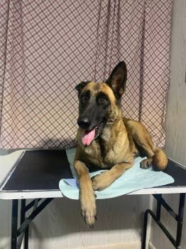 Rescue Belgian Shepherd Malinois Dogs for Adoption in Opelousas, Louisiana - Cinnamon | PetCurious