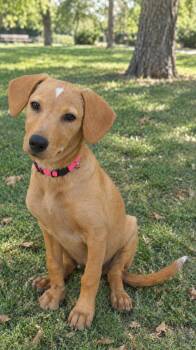 Antonella -  Labrador Retriever Dog for Adoption in San Diego, California - Antonella | PetCurious
