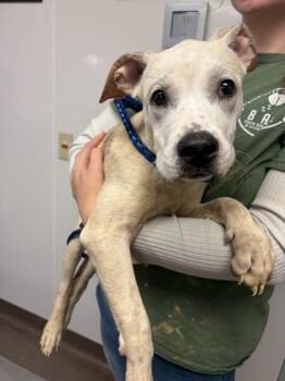Marshmallow -  Pit Bull Terrier and Mixed Breed Dog for Adoption in South Bend, Indiana - Marshmallow | PetCurious