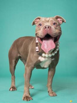 PB Jenny -  Pit Bull Terrier and Mixed Breed Dog for Adoption in Atlanta, Georgia - PB Jenny | PetCurious