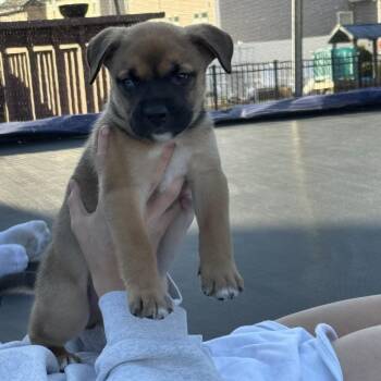 Pit Bull Terrier Dogs Available for Adoption - Hippo | PetCurious