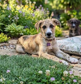 MOLLY -  Catahoula Leopard Dog Dog for Adoption in Lincoln, Nebraska - MOLLY | PetCurious