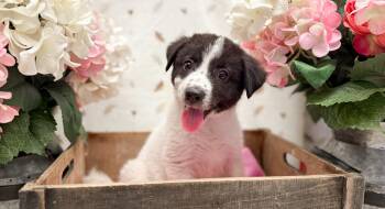 Sugar -  Pomsky Dog for Adoption in Newberg, Oregon - Sugar | PetCurious