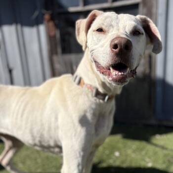 Holly -  Labrador Retriever and Mixed Breed Dog for Adoption in Buchanan Dam, Texas - Holly | PetCurious