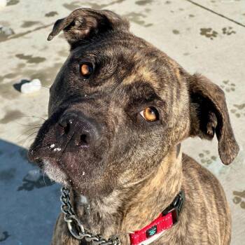 Mixed Breed Dogs Available for Adoption - Geeze | PetCurious