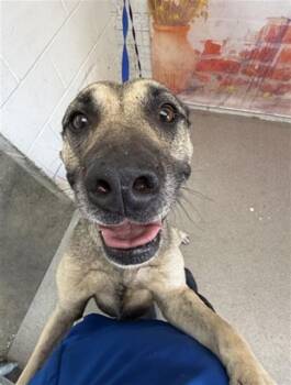 SOKA -  German Shepherd Dog Dog for Adoption in San Bernardino, California - SOKA | PetCurious
