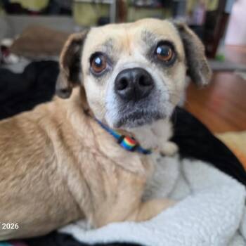 Chihuahua Dogs Available for Adoption in Summerfield, North Carolina - Dani | PetCurious