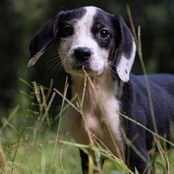Ghostie -  Beagle Dog for Adoption in Richmond, Virginia - Ghostie | PetCurious