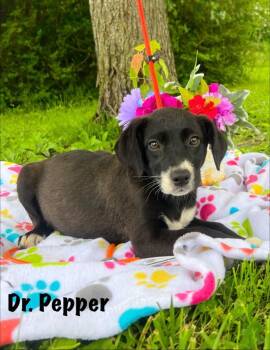 Dr. Pepper -  Black Labrador Retriever Dog for Adoption in Murray, Kentucky - Dr. Pepper | PetCurious