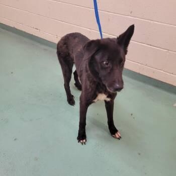 JALISA L -  Mixed Breed Dog for Adoption in Memphis, Tennessee - JALISA L | PetCurious