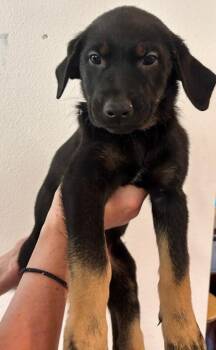 Shere Khan -  Labrador Retriever and Mixed Breed Dog for Adoption in Los Angeles, California - Shere Khan | PetCurious