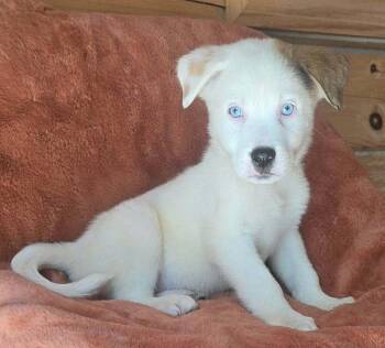 Naga (N Puppies) -  Great Pyrenees Dog for Adoption in Brewster, New York - Naga (N Puppies) | PetCurious