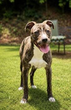 Betty -  Plott Hound Dog for Adoption in Dahlonega, Georgia - Betty | PetCurious