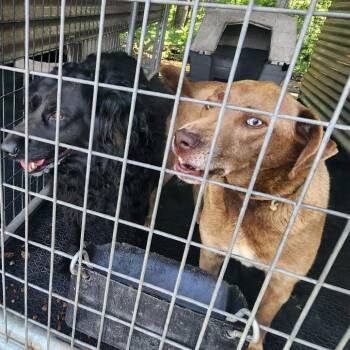 Brownie Too -  Pit Bull Terrier and Mixed Breed Dog Available for Adoption in Evensville, Tennessee - Brownie Too | PetCurious