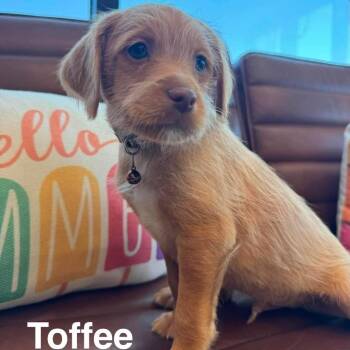 Golden Retriever and Chihuahua Dogs Available for Adoption in Las Vegas, Nevada - Toffee OS NV | PetCurious