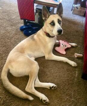 Husky and Dalmatian Dogs Available for Adoption in York, Pennsylvania - Remus | PetCurious