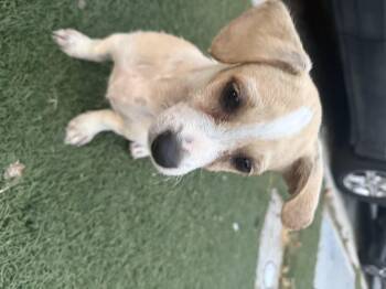 Chispa -  Chiweenie Dog for Adoption in Chula Vista, California - Chispa | PetCurious