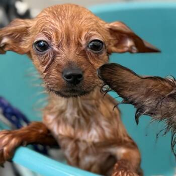 Pringle (Benefactor Puppy) -  Chihuahua and Yorkshire Terrier Dog for Adoption in Abbotsford, British Columbia - Pringle (Benefactor Puppy) | PetCurious
